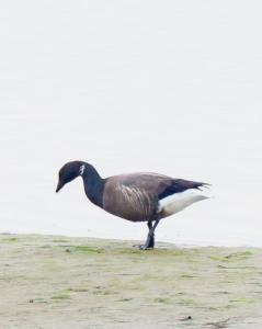 Tom 02 - Rotgangs in de Oosterschelde